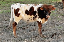 283 Unnamed Bull - Melody