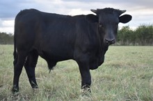 Ringman x Happy Hour bull calf