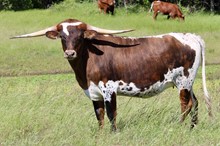Brazos Miss Behavin' 