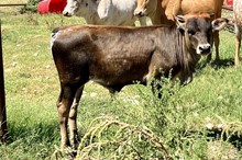 251 Unnamed Bull