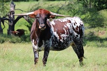Brazos Zoey 47/21