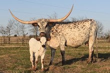Rocky x Happy Legacy bull calf