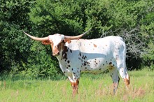 Brazos Iota 107/20