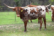 Brazos Alyssa 80/20