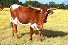 Brazos Aura 32/22