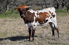 Brazos Bayne 83/21