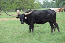 Brazos Black Mave 861