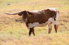 Brazos Blade 57/20