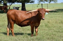 Brazos Blanca 983