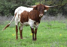 Brazos Brilliance 61/21