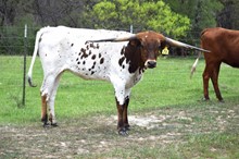 Brazos Carissa 78/20