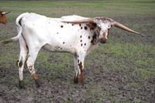 Brazos Carlotta 109/21