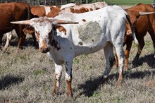 Brazos Carlotta 109/21
