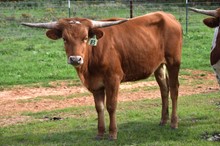 Brazos Ceara 83/22