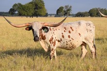 Brazos Charleen 910