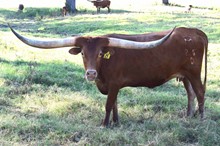 Brazos Cobie 25/20