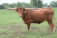 Brazos Cobie 25/20
