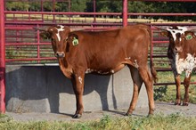 Brazos Cori 86/22