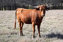 Brazos Daile 105/21