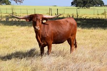 Brazos Daile 105/21