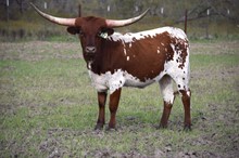 Brazos Dela 12/22