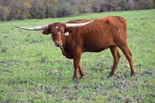 Brazos Eliza 107/21