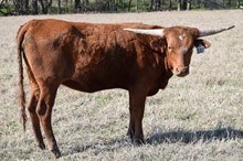 Brazos Eliza 107/21