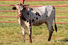 Brazos Eunice 111/22