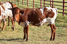Brazos Fiona 107/22