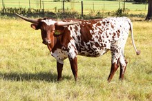 Brazos Foxy Eva 27/22