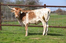 Brazos Gale 110/22