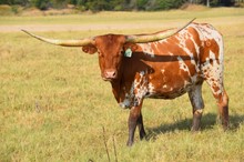 Brazos Gerda 965