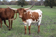 Brazos Hattie 70/21