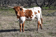 Brazos Hattie 70/21