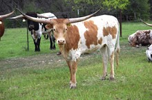 Brazos Iriada 69/20