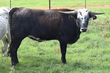 Brazos Kaliko 95/22