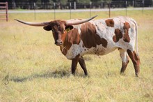 Brazos Kaylee 49/20