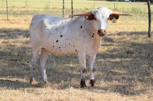Brazos Lydia 12/21