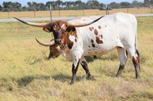 Brazos Madeline 47/20