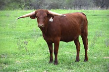 Brazos Mahala 29/21