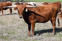 Brazos Maid 17/21