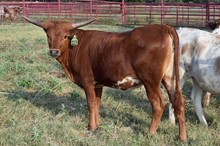 Brazos Malala 113/22