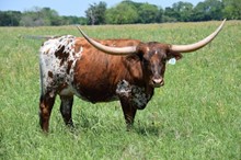 Brazos Maley 935