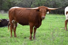 Brazos Marsissa 25/21