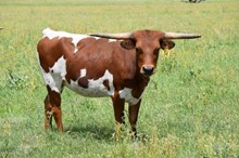 Brazos Mary Jo 56/20
