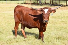 Brazos Mathilida 21/22