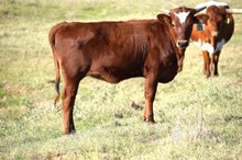 Brazos Mathilida 21/22