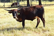 Brazos Mattie 30/22