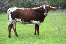 Brazos Miss Behavin' 