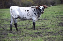 Brazos Moira 72/21